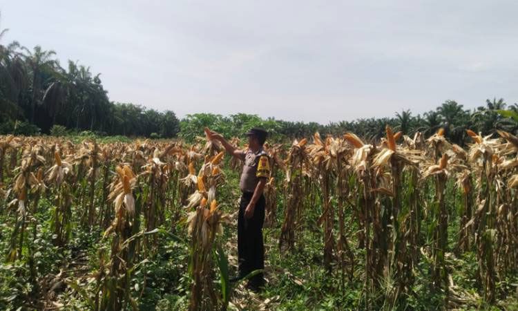 Bhabinkamtibmas Lakukan Pemantauan Lahan Ketahanan Pangan Libo Jaya, Buah Jagung Mulai Menguning