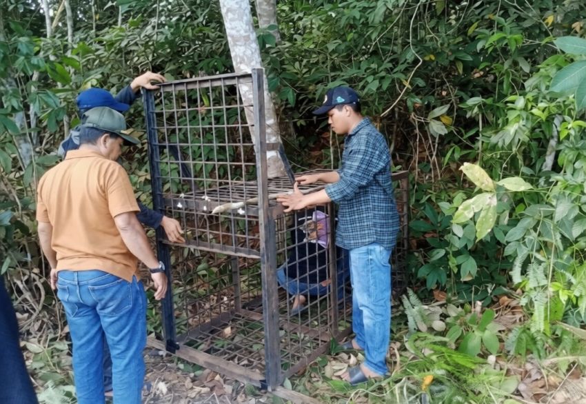 BBKSDA Riau Pasang Box Trap di Lokasi Kemunculan Beruang Madu Pelalawan