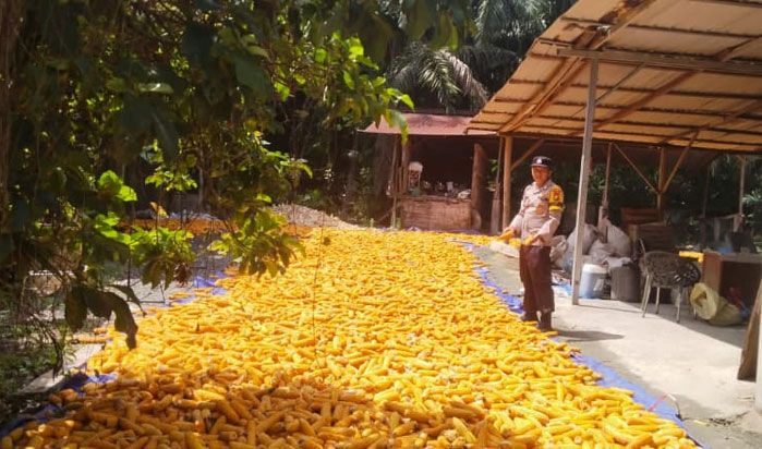 Turunkan Kadar Air, Bhabinkamtibmas Polsek Kandis Bersama Petani Jemur Jagung Hasil Panen Dibawah Sinar Matahari