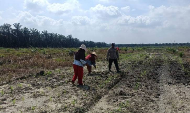 Dampingi Petani, Polsek Kandis Intensif Melakukan Pemeliharaan Tanaman Jagung