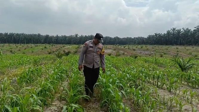 Bhabinkamtibmas Aipda Janseng Temui Petani Tumpang Sari, Bahas Peningkatan Produktivitas Pangan
