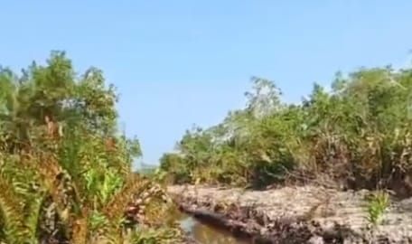 Polda Riau Selidiki Perambahan Hutan Mangrove di Palika Rohil