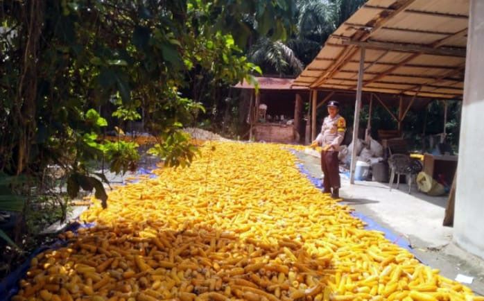 Bhabinkamtibmas Polsek Kandis dan Petani Antisipasi Dampak Musim Demi Menjaga Produksi Jagung