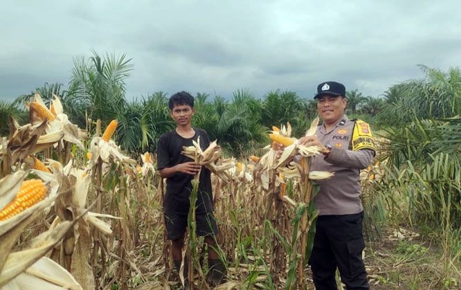 Polsek Kandis Perkuat Budaya Gotong royong Bersama Petani, Wujudkan Hasil Ketahanan Pangan yang Melimpah