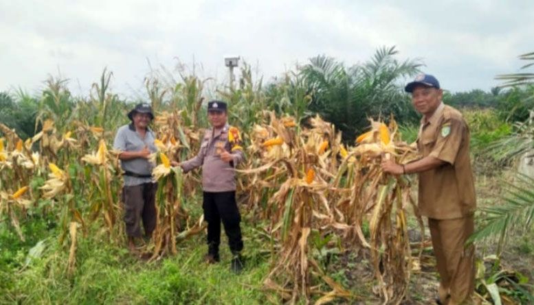 Berikut Tahapan Penting dalam Budidaya Tanaman Jagung di Wilayah Binaan Polsek Kandis