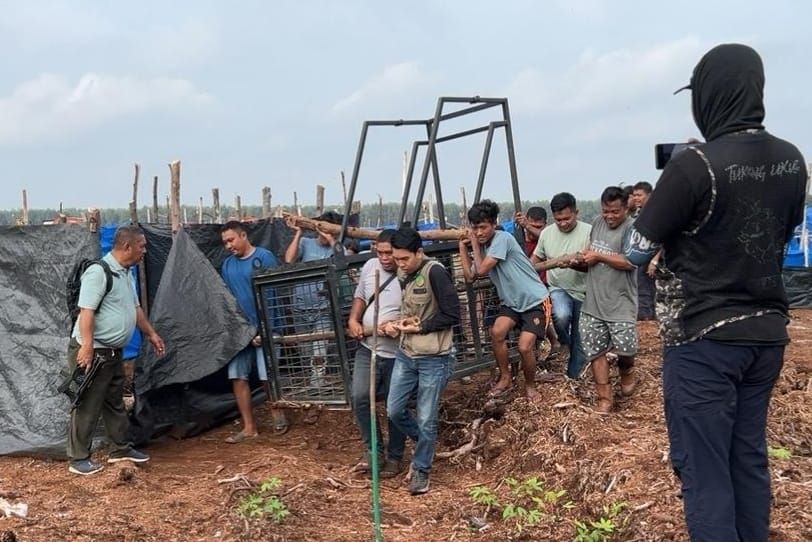 Dalam Waktu Tiga Hari, Dua Nyawa Melayang Akibat Serangan Harimau di Pelalawan