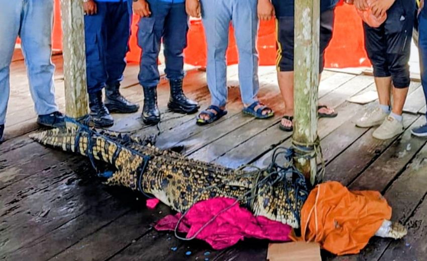 Hingga Dinihari, Warga dan Personil Polsek Gaung Jinakkan Buaya yang Masuk ke Perumahan