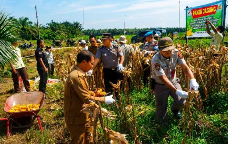 Polsek Kandis Sukseskan Panen Jagung di Kampung Sam-Sam