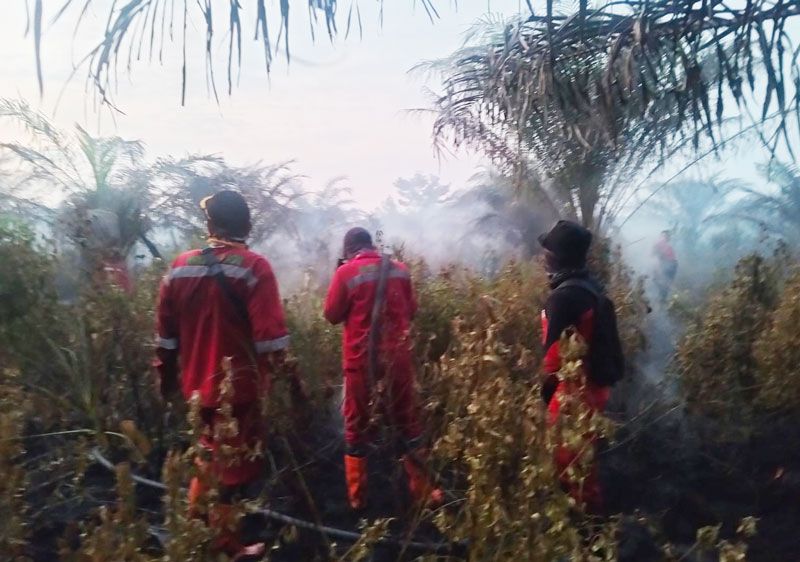 Satu Hektare Lahan Gambut di Air Hitam Pekanbaru Terbakar, Pemadaman Berlanjut