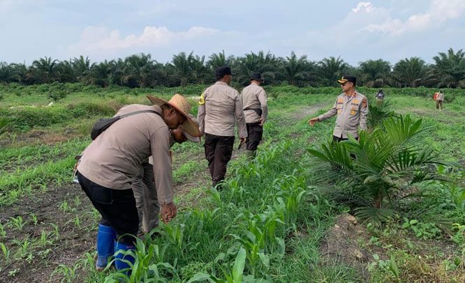 Update Swasembada Pangan Wilayah Polsek Kandis, Pembersihan Gulma, Penyemprotan dan Pemupukan