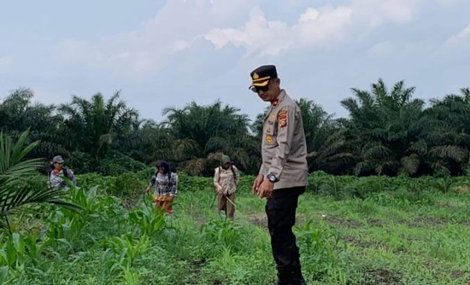 Pemantauan secara Rutin, Polsek Kandis Jaga Kesehatan Tanaman Jagung Bersama Petani