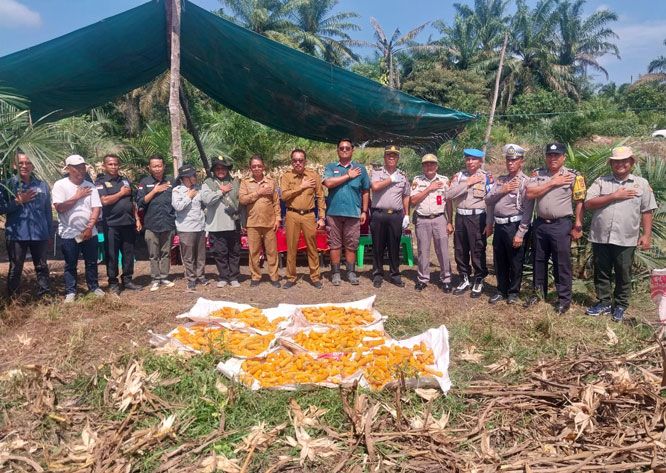 Polsek Kandis Panen Raya Jagung 3 Ton, Wujud Nyata Dukung Program Ketahanan Pangan Nasional