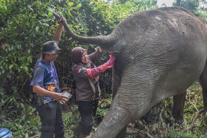 Unik, Nenek Gajah 60 Tahun di Ukui Ini Pilih Hidup Soliter