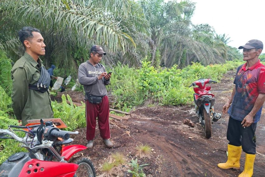 Seram! Harimau Tiba-tiba Lompat ke Motor Agus di Mengkapan Siak