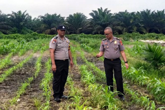 Pendampingan Rutin, Kanit Binmas Polsek Kandis Turun Langsung Memantau Pertumbuhan Tanaman Jagung
