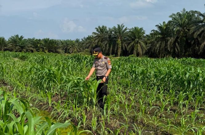 Kapolsek Kandis Turun Bersama Petani, Rawat Tanaman untuk Menjaga Ketahanan Pangan