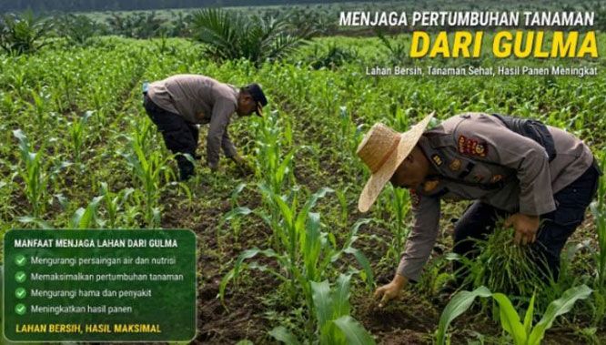 Kapolsek Kandis dan Wakapolsek Gotong Royong Bersihkan Gulma Tanaman Jagung untuk Ketahanan Pangan