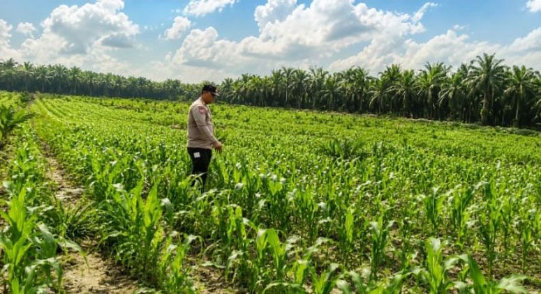 Personel Polsek Kandis Bersama Petani Merawat Tanaman Jagung, Jaga Hingga Panen