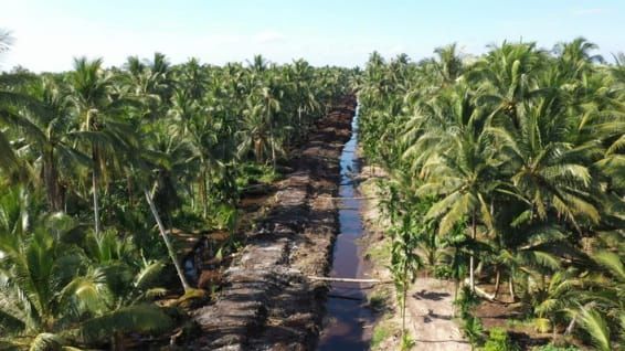 Harga Kelapa di Inhil Anjlok Hingga Rp1.800 Per Kilogram, Pemprov Diminta Ambil Langkah