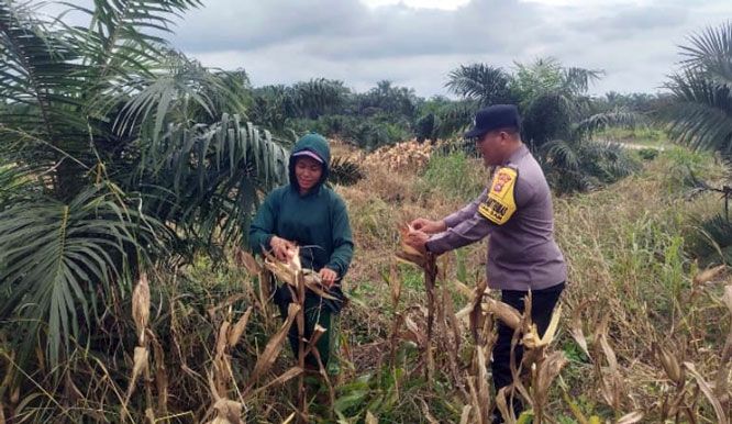 Bhabinkamtibmas Polsek Kandis Kawal Pertumbuhan Tanaman Jagung Tumpang Sari, Wujud Nyata Dukung Ketahanan Pangan