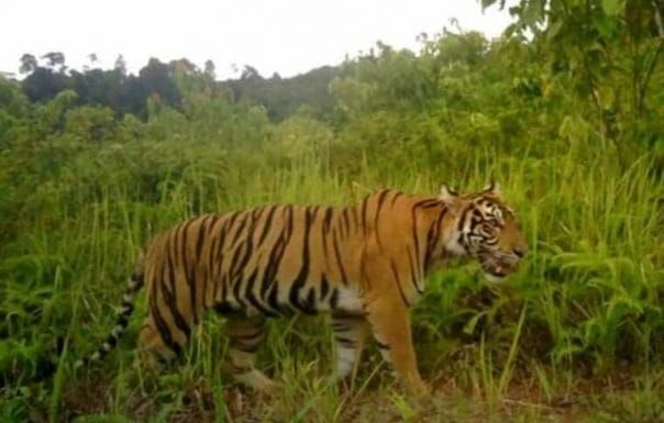 Gawat! Harimau Berkeliaran di Pulau Burung Inhil, Sekolah Tatap Muka Dihentikan Sementara