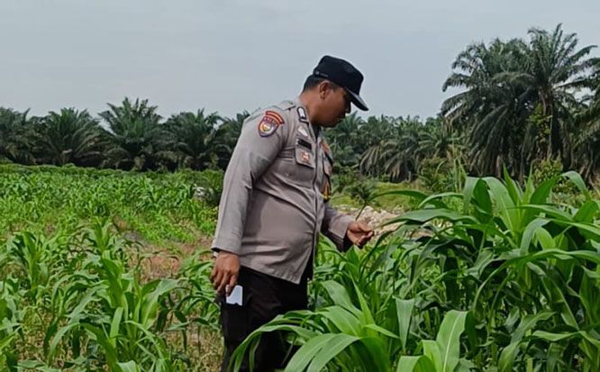 Bhabinkamtibmas Polsek Kandis dan Petani Bersama Merawat Kesuburan Tanaman Jagung