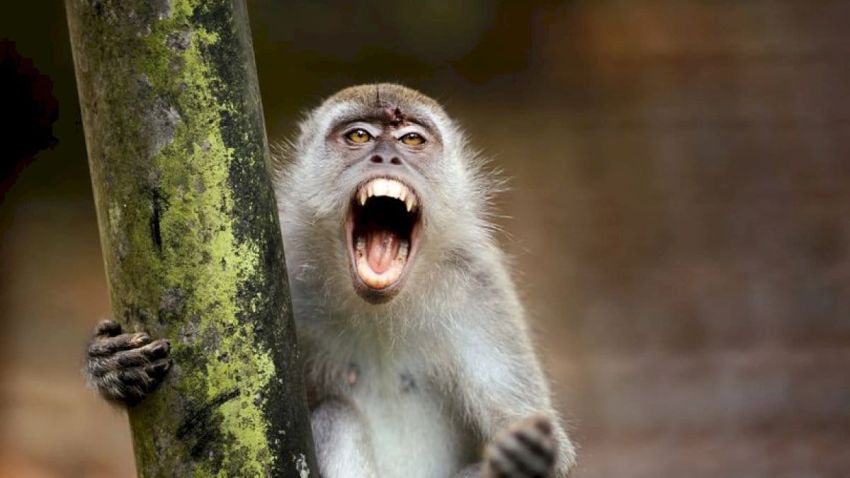Monyet Liar Resahkan Warga Tembilahan, Dalam 6 Hari 10 Orang Jadi Korban