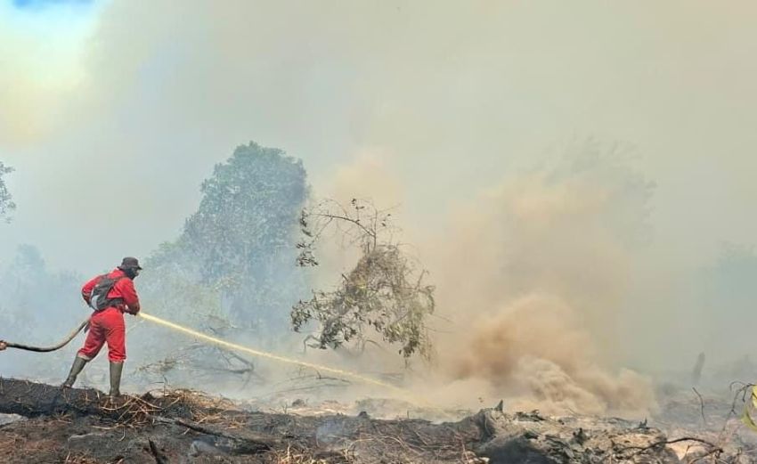 Menhut Soroti Penegakan Hukum Kasus Karhutla di Riau, Jikalahari: Belum Ada Korporasi Tersangka