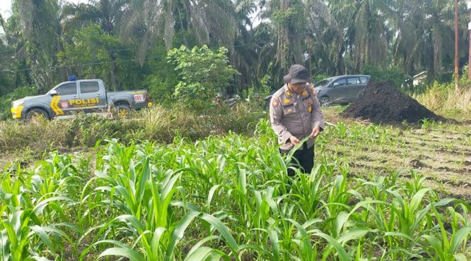 Polsek Kandis Lakukan Pengecekan Rutin Tanaman Jagung untuk Ketahanan Pangan