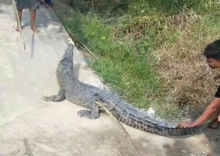 Buaya Muara Mengamuk di Desa Undan Inhil, Naik ke Darat Kejar Warga