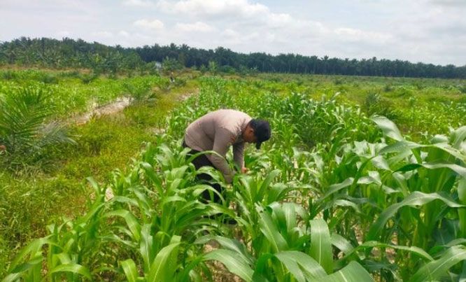 Polsek Kandis dan Petani Bersama Merawat Tanaman Jagung agar Tumbuh Subur