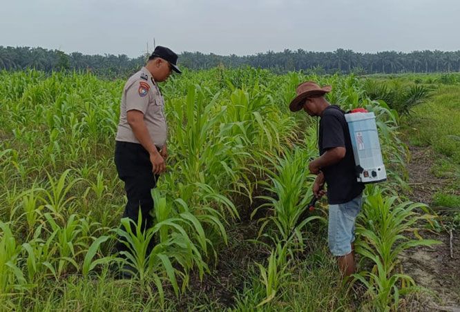 Polsek Kandis Dampingi Petani, Merawat Tanaman Jagung untuk Ketahanan Pangan