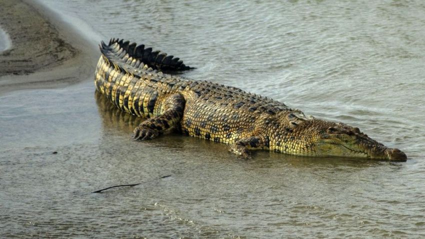 Buaya Terkam Warga di Sungai Sendewo Meranti