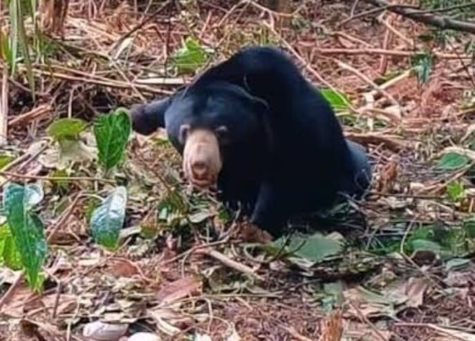 Petani di Pelalawan Diserang Beruang Liar