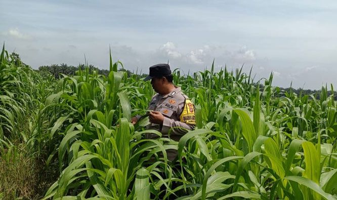 Dari Perkebunan Petani Jambai Makmur, Polsek Kandis Kembangkan Swasembada Pangan Nasional