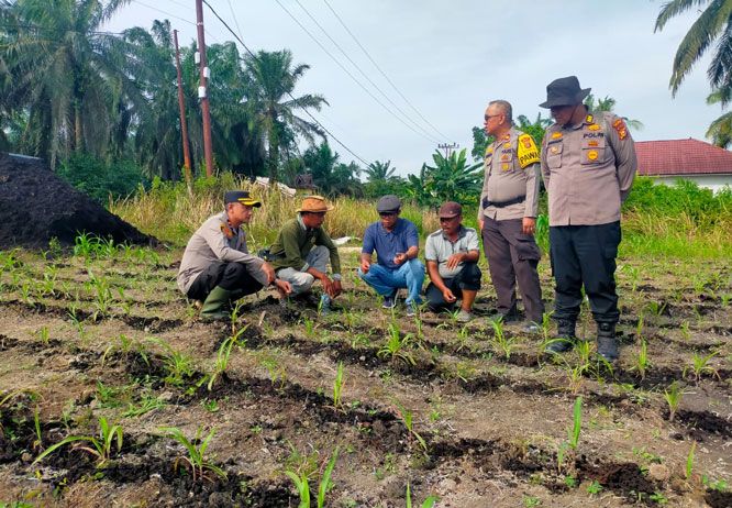 Polsek Kandis dan Petani Satukan Langkah, Mengawal Ketahanan Pangan untuk Masa Depan Bangsa