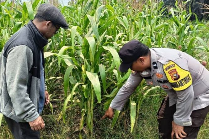 Dari Ladang Kandis, Harapan Swasembada Pangan Terus Tumbuh