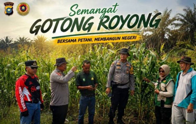 Bhabinkamtibmas Polsek Kandis dan Petani Jagung Gotong Royong, Menanam, Merawat hingga Menanti Panen