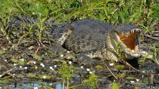 Ngeri! Nelayan Inhil di Inhil Selamat dari Terkaman Buaya, Bertahan 6 Jam di Atas Pohon