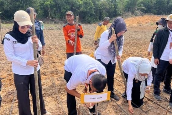 Kelompok Tani Duta Tani Tanam Padi Gogo, Dorong Ketahanan Pangan di Pekanbaru