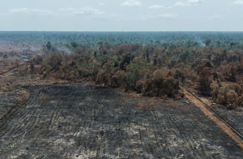 Jikalahari Ungkap 583 Hektare Karhutla Gambut Riau Terjadi di Konsesi Korporasi