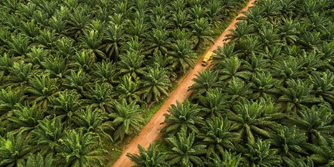 KSO Kebun Sitaan Dipersoalkan, Aktivis Desak Kejaksaan Periksa Direksi Agrinas