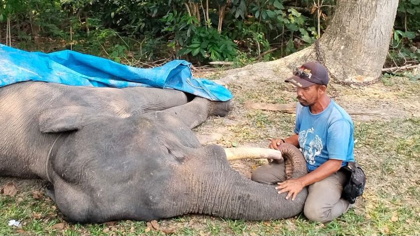 Dunia Konservasi Berduka, Diego Mati di PLG Minas Riau