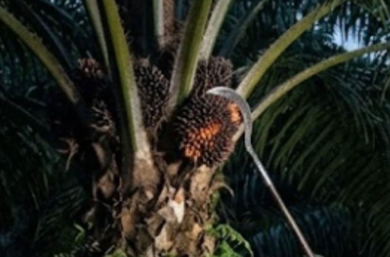 Ninja Sawit di Lubuk Bendahara Mengganas, TBS Mengkal Pun Habis Dilibas