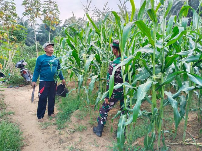 Babinsa 0321-05/ RM Dampingi Petani Perawatan Jagung Di Bangko Sempurna