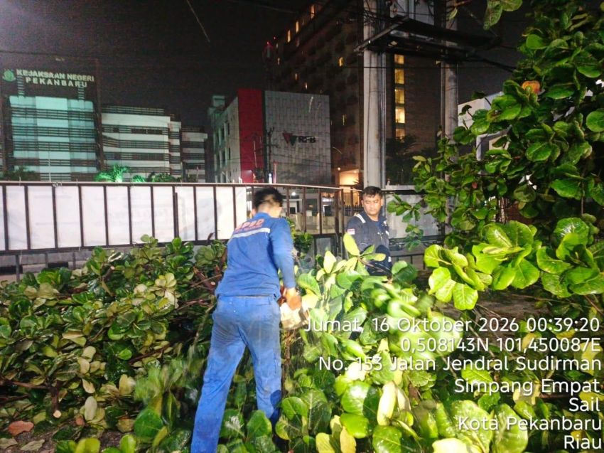 Hujan Petir dan Angin Kencang Landa Pekanbaru, 11 Pohon Tumbang